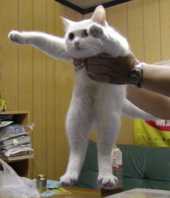 englan shortcat englan shortcat